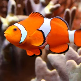 Клоун оцеллярис (треxленточный) Amphiprion ocellaris, M