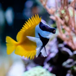 Лисица желтая Ло (Siganus vulpinus, Lo vulpinus), M
