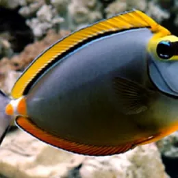 Носорог оранжевоспинный (Naso elegans), M
