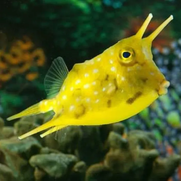 Кузовок рогатый (Lactoria cornuta), L купить в Минске