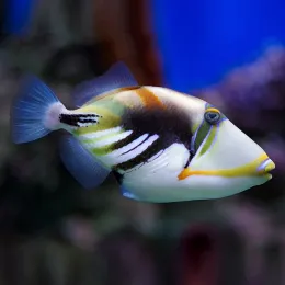 Спинорог Пикассо колючий (Rhinecanthus aculeatus), M