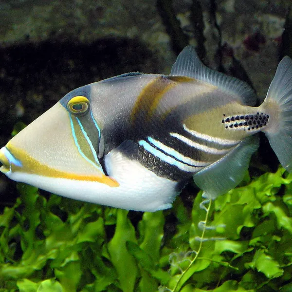 Спинорог Пикассо колючий (Rhinecanthus aculeatus), M купить в Минске