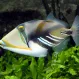 Спинорог Пикассо колючий (Rhinecanthus aculeatus), M купить в Минске