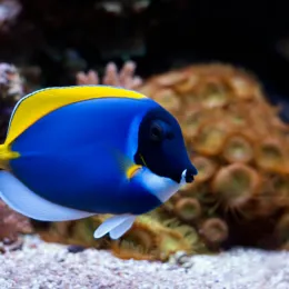 Хирург синий белогрудый (Acanthurus leucosternon), M