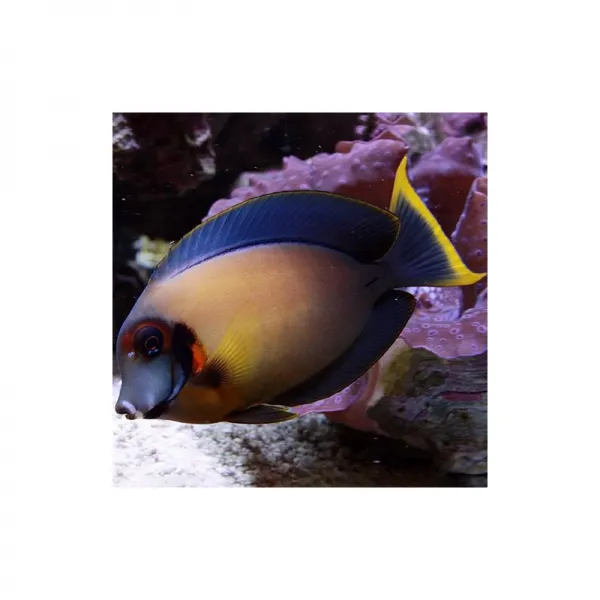 Хирург шоколадный (Acanthurus pyroferus), M купить в Минске