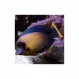 Хирург шоколадный (Acanthurus pyroferus), M купить в Минске