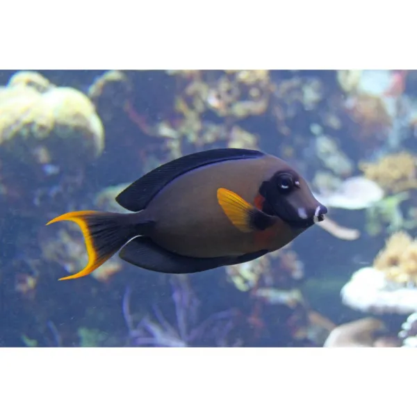 Хирург шоколадный (Acanthurus pyroferus), M купить в Минске