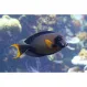 Хирург шоколадный (Acanthurus pyroferus), M купить в Минске