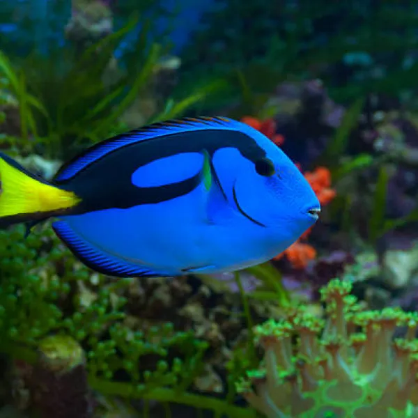Хирург голубой королевский (Paracanthurus hepatus), M купить в Минске