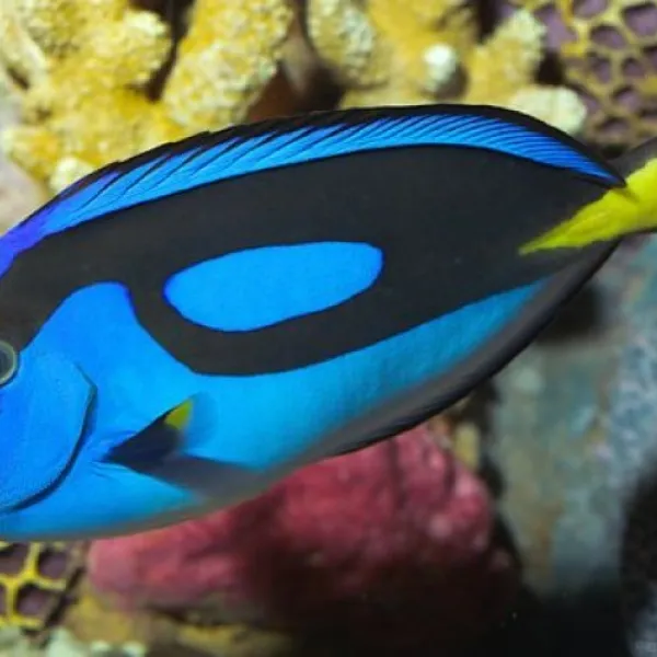 Хирург голубой королевский (Paracanthurus hepatus), M купить в Минске