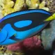 Хирург голубой королевский (Paracanthurus hepatus), M купить в Минске