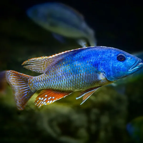Нимбохромис Фускотениатус (Nimbochromis fuscotaeniatus) купить в Минске