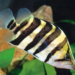 Окунь Тигровый Сиамский (Datnioides microlepis)