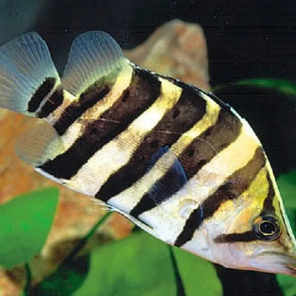 Окунь Тигровый Сиамский (Datnioides microlepis) купить в Минске