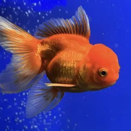 Золотая рыбка Оранда Красная