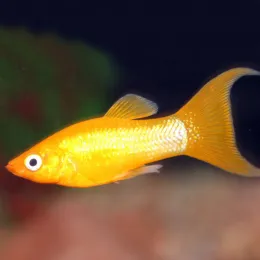 Моллинезия Сфенопс Золотая Лира
