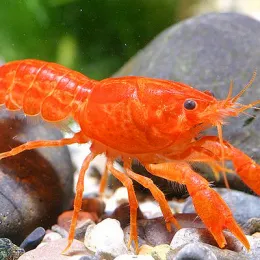 Рак Мексиканский Карликовый
