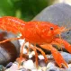 Рак Мексиканский Карликовый купить в Минске