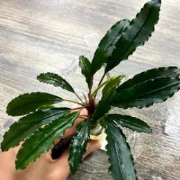 Буцефаландра gost long leaf