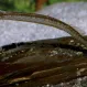 Рыба Игла купить в Минске