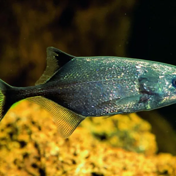 Слоник Бриномирус черный (Brienomyrus (Brevimyrus) niger) купить в Минске