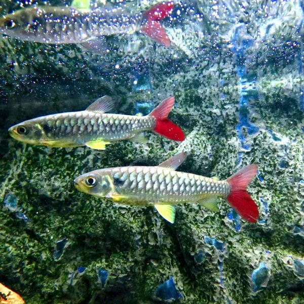 Хальцеус краснохвостый (Chalceus macrolepidotus) купить в Минске