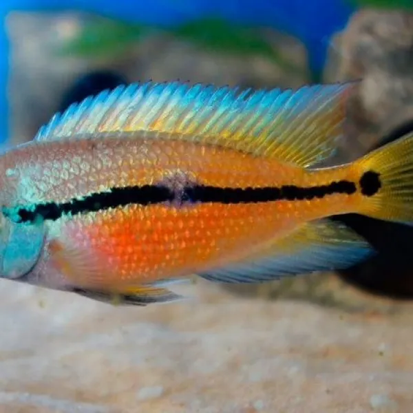 Цихлазома Никарагуанская (Hypsophrys nicaraguensis)  купить в Минске