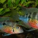 Цихлазома Элиота (Thorichthys maculipinnis, Thorichthys ellioti) купить в Минске