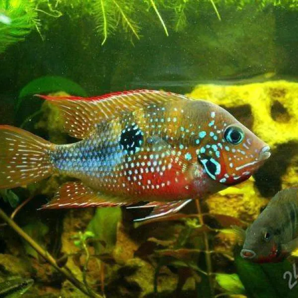 Цихлазома Элиота (Thorichthys maculipinnis, Thorichthys ellioti) купить в Минске