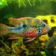 Цихлазома Элиота (Thorichthys maculipinnis, Thorichthys ellioti) купить в Минске