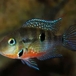 Цихлазома Меека (Thorichthys meeki)