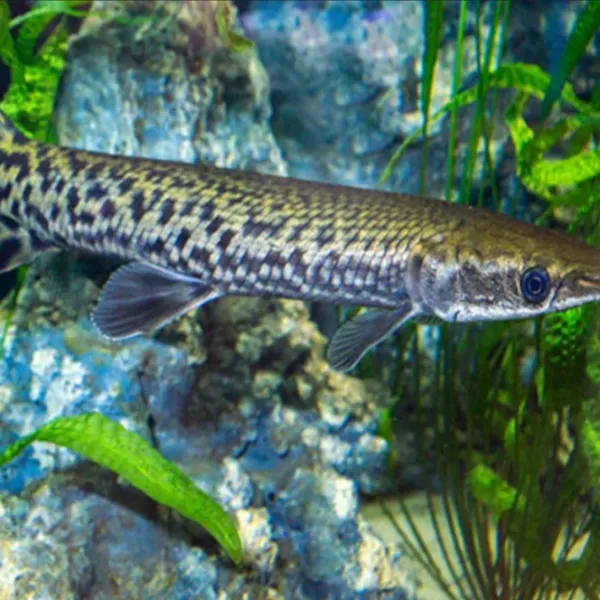 Панцирная щука Alligator, Atractosteus spatula купить в Минске