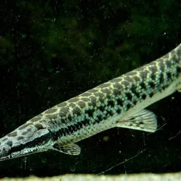 Панцирная щука Lepisosteus oculatus