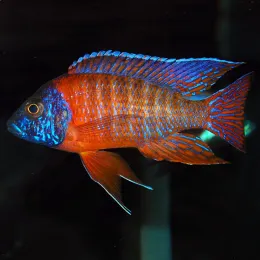 Аулонокара Ред Рубин (Aulonocara sp. Red Rubin) 