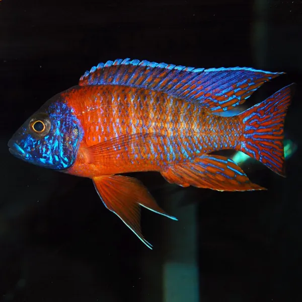 Аулонокара Ред Рубин (Aulonocara sp. Red Rubin)  купить в Минске