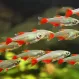Афиохаракс Аниситси купить в Минске