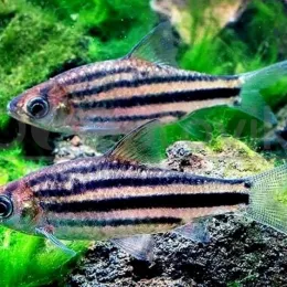 Барбус Линейный (Striuntius lineatus)