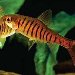 Барбус Синештриховый (Enteromius fasciolatus)