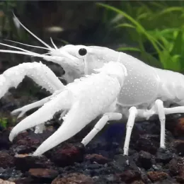 Белый калифорнийский (флоридский) рак - Procambarus clarkii