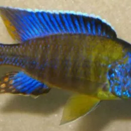 Аулонокара Гранта (A. stuartgranti blue neon)