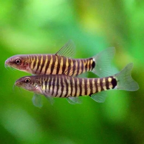 Боция карликовая полосатая (Yunnanilus cruciatus) купить в Минске