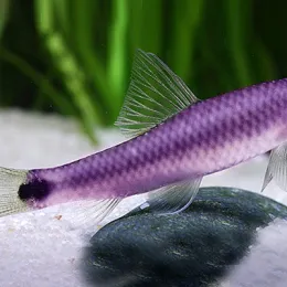 Водорослеед GloFish зелёный