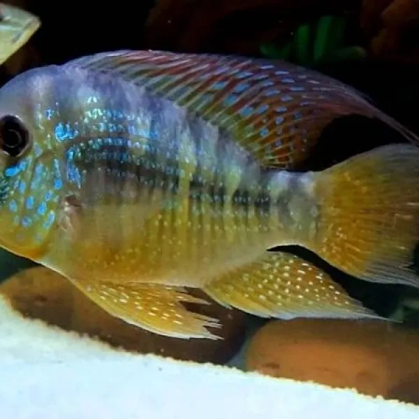 Геофагус Бальзани (Gymnogeophagus Balzani) купить в Минске