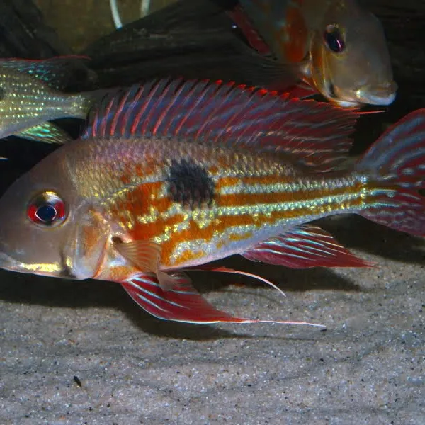 Геофагус Проксимус (Geophagus proximus) купить в Минске