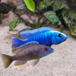 Хаплохромис Джексона (Sciaenochromis fryeri) подростки