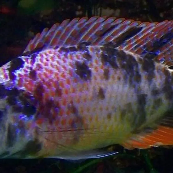 Димидиохромис компрессицепс мультиколор ( Dimidiochromis compressiceps var.) купить в Минске