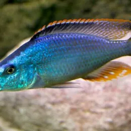 Хаплохромис длиннорылый, или димидохромис компрессицепс (Dimidiochromis compressiceps)