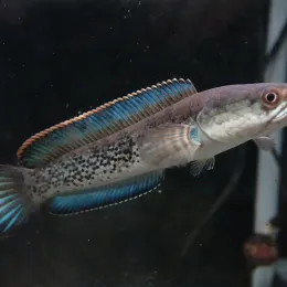 Змееголов Стюарта (Channa stewartii) 