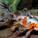Золотая Рыбка Шубункин купить в Минске