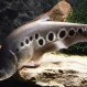 Нож Индийский Глазчатый купить в Минске